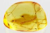Detailed Fossil Cobwebs and Dark-Winged Fungus Gnat in Baltic Amber #346581-1